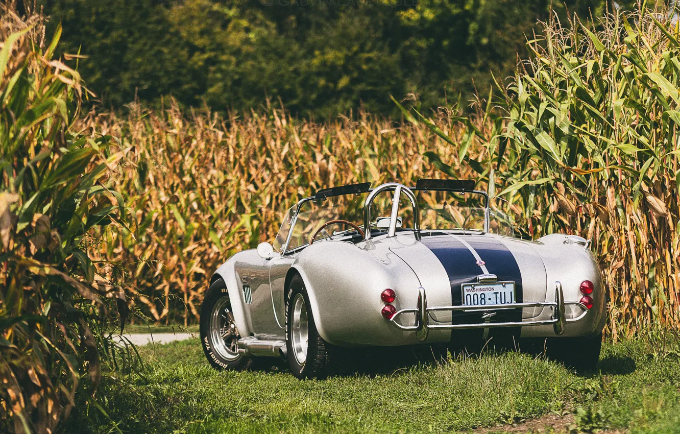 Photo wallpaper field, Shelby, corn, wheel, back, Cobra, farm, fields of corn