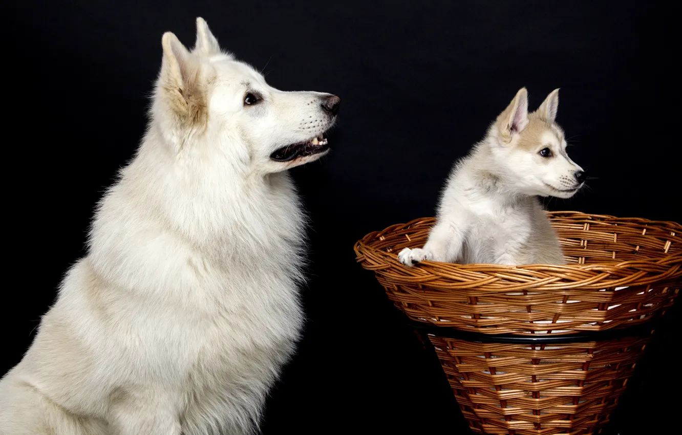 Photo wallpaper dogs, white, look, pose, basket, two, dog, baby