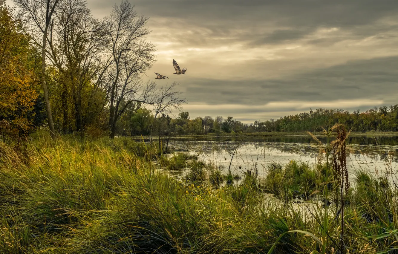 Photo wallpaper forest, the sky, grass, trees, birds, clouds, lake, overcast