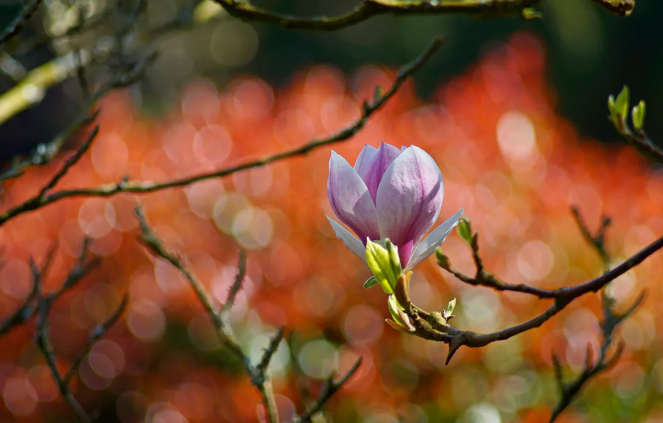 Photo wallpaper flower, light, flowers, orange, branches, background, spring, Bud