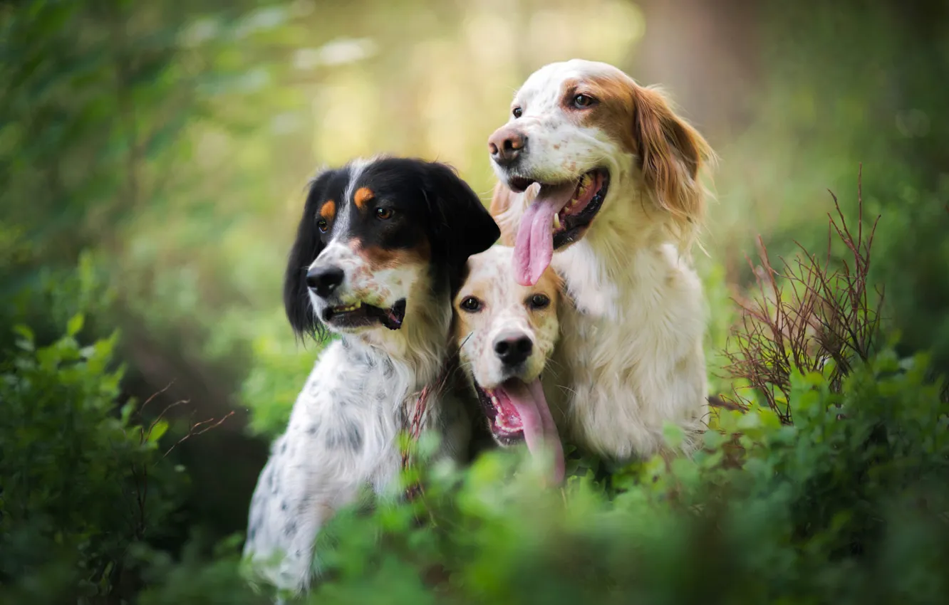 Photo wallpaper greens, language, look, face, leaves, nature, background, each