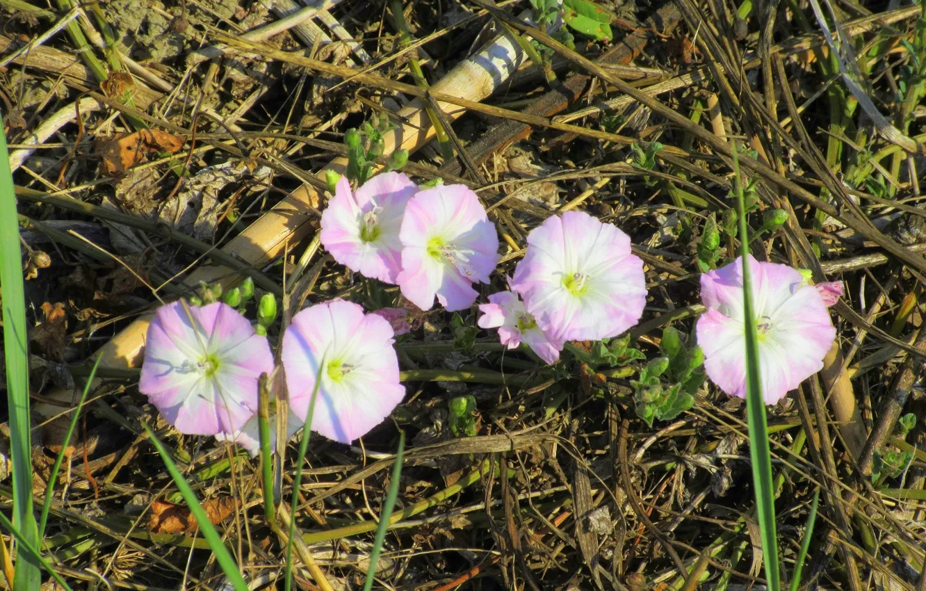 Photo wallpaper flowers, hay, dry grass, convolvulus arvensis, Meduzanol ©, Summer 2018