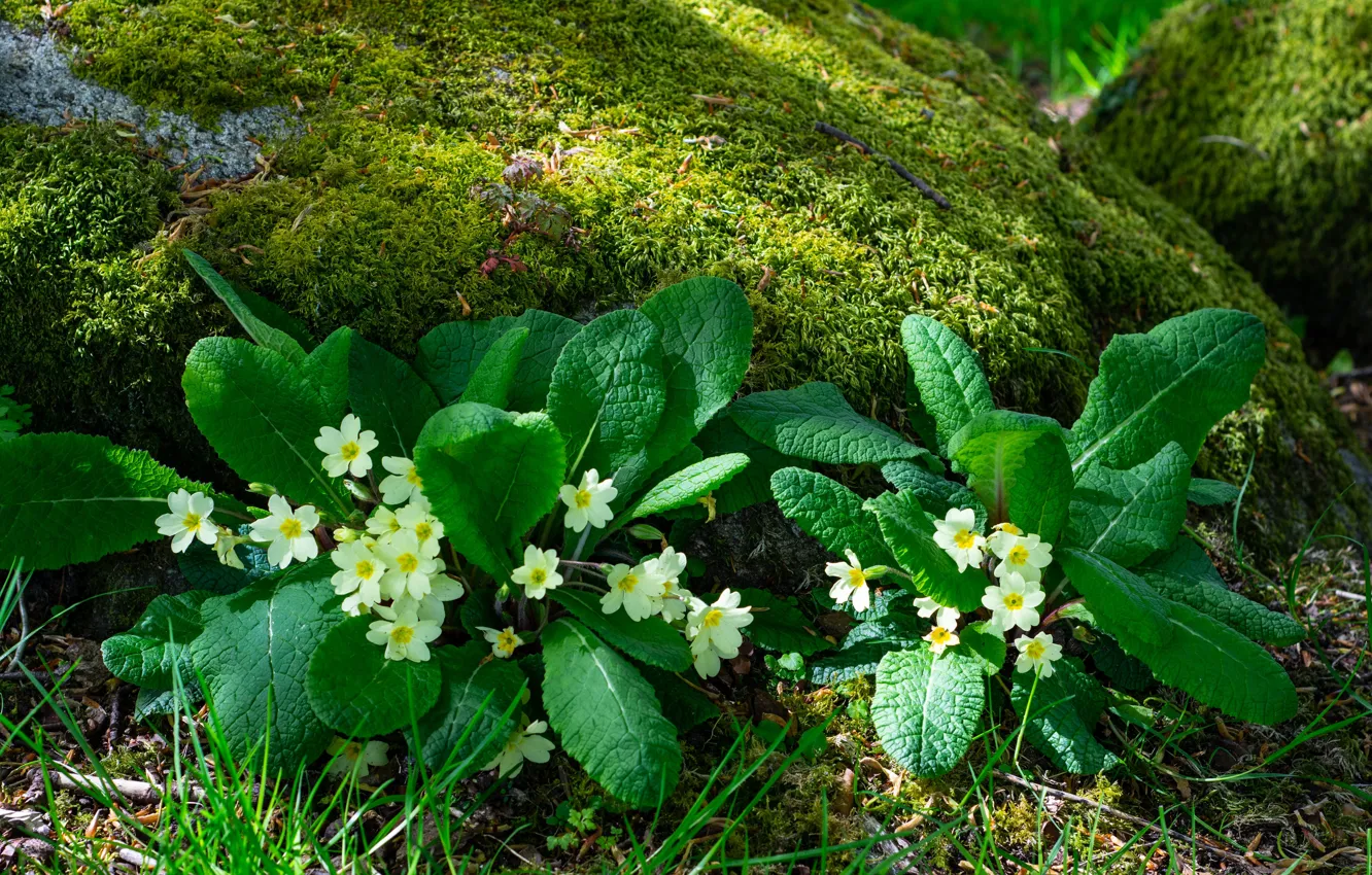 Photo wallpaper greens, grass, light, flowers, stones, moss, spring, white