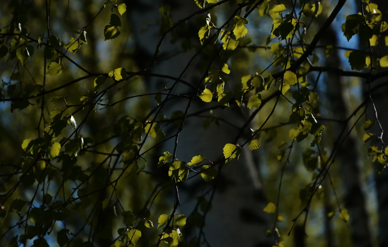 Photo wallpaper forest, leaves, branches, spring, morning, leaf, leaves, birch