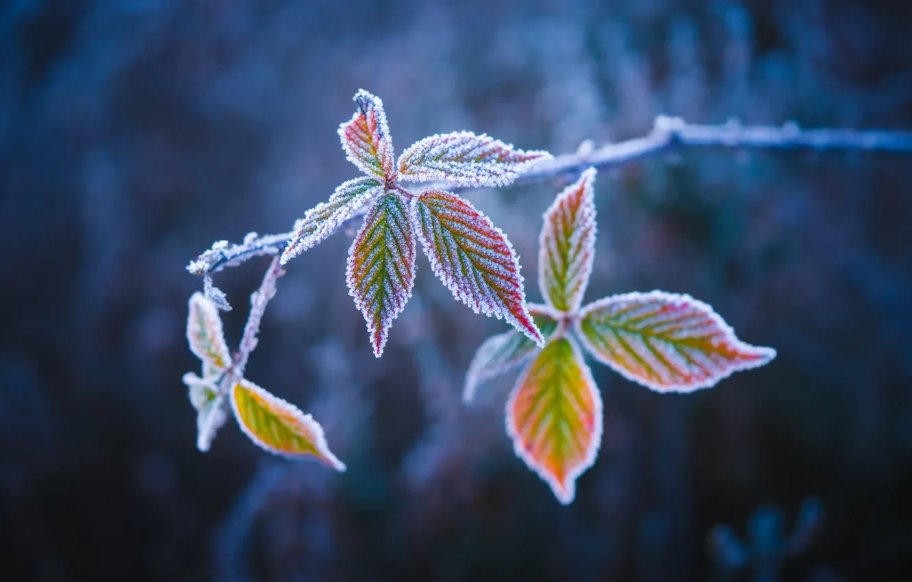 Photo wallpaper frost, leaves, macro, branches, frost