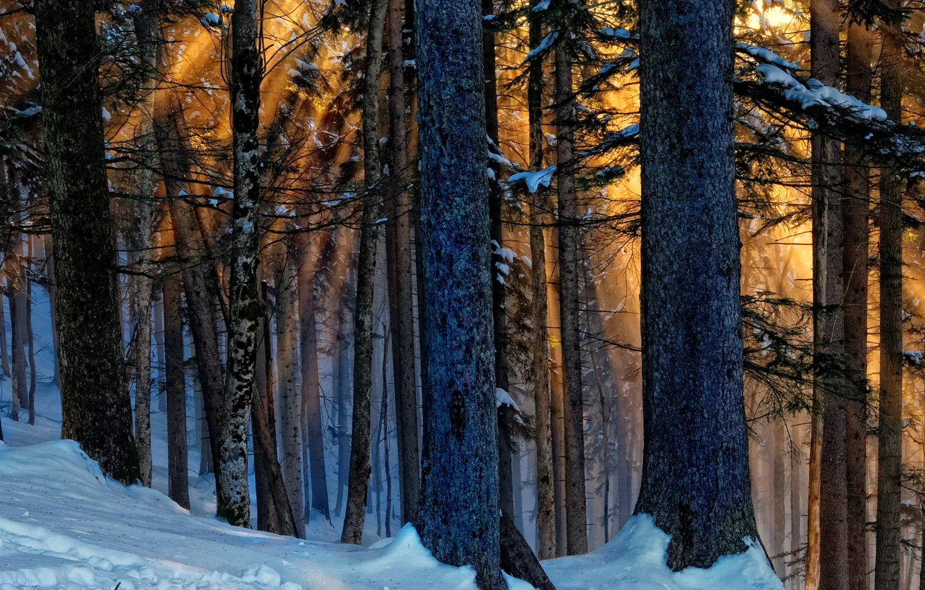 Photo wallpaper winter, forest, light, trees, nature