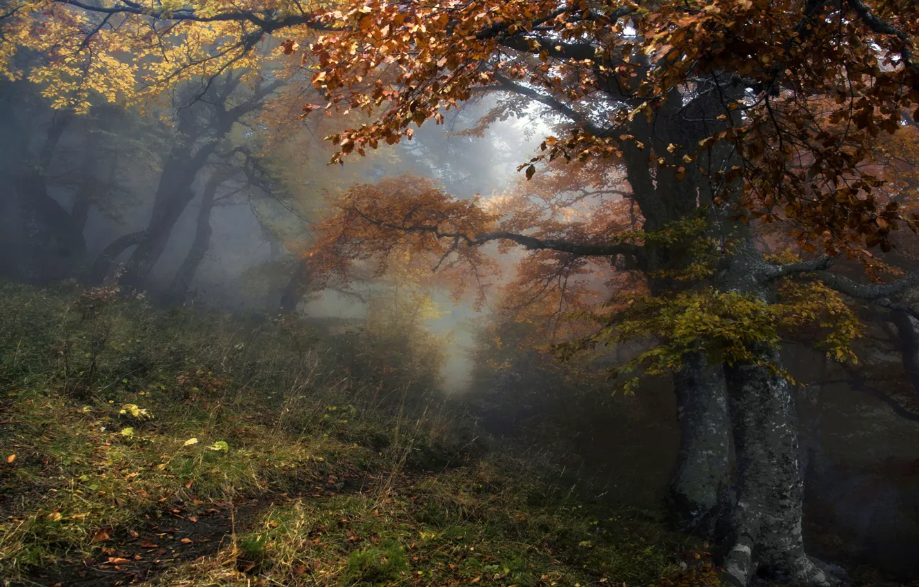 Photo wallpaper autumn, forest, trees, nature, fog, path, Alexey Milokost