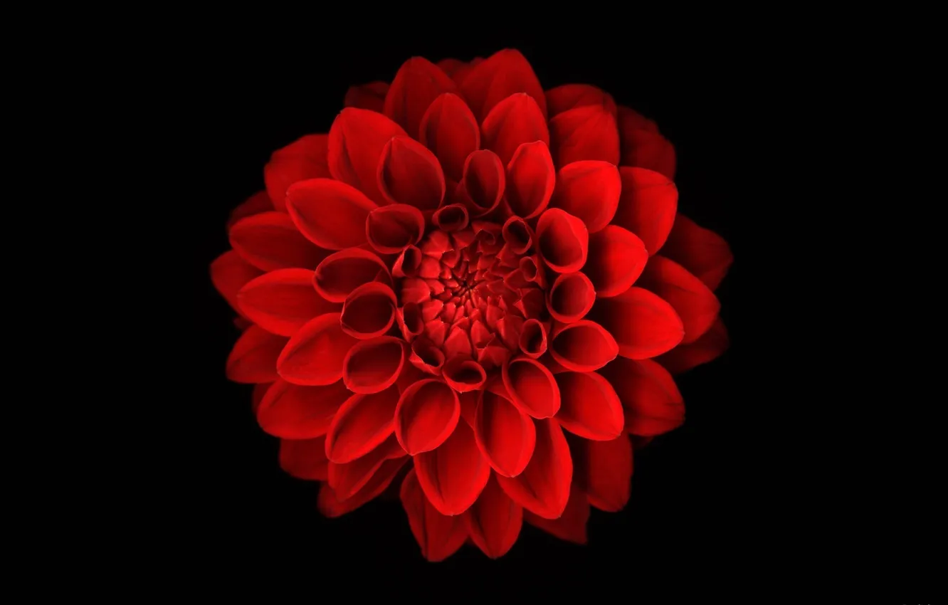 Photo wallpaper scarlet, on black, asters