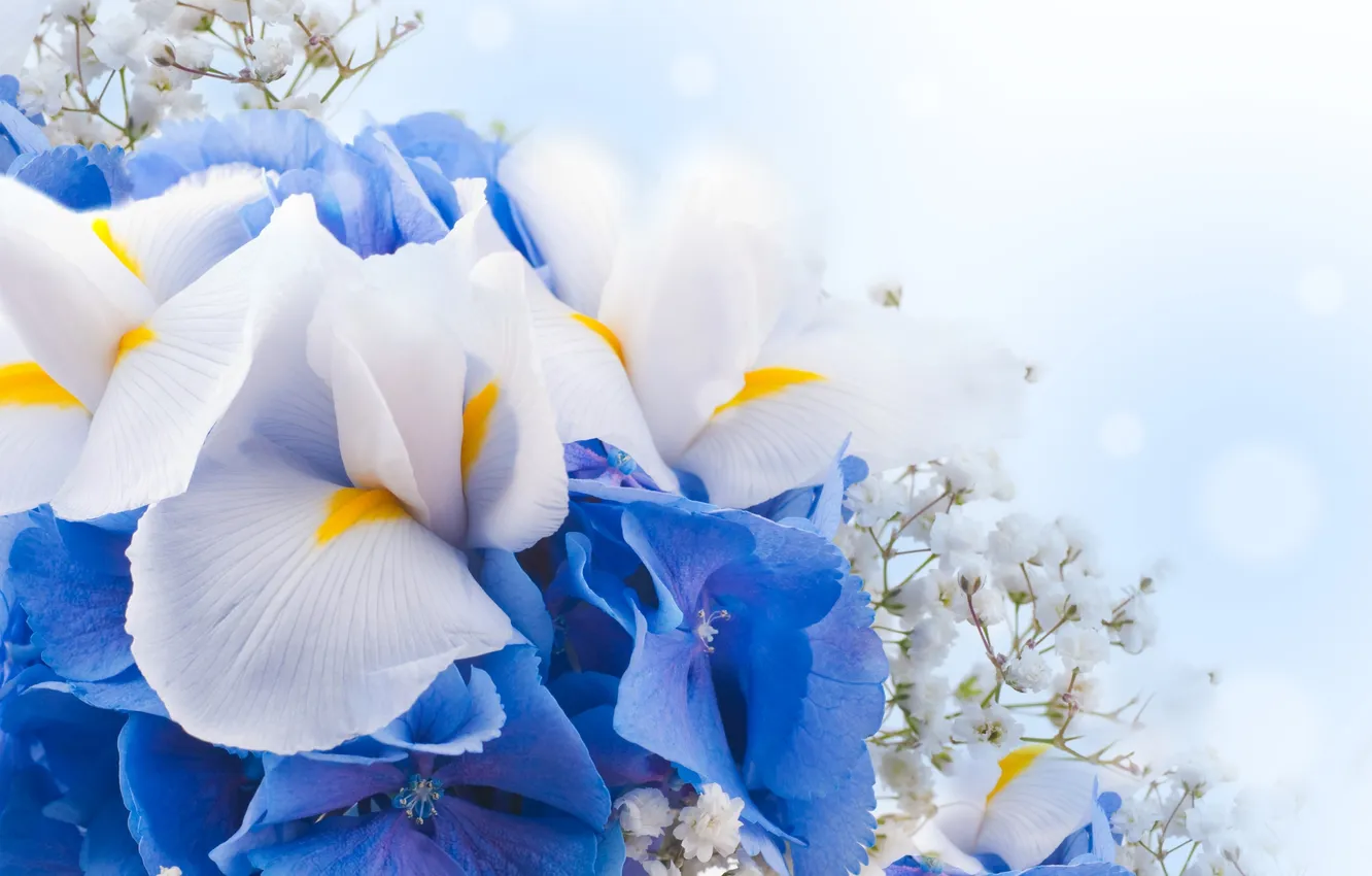 Photo wallpaper flowers, white, flowering, blue, blossom, flowers