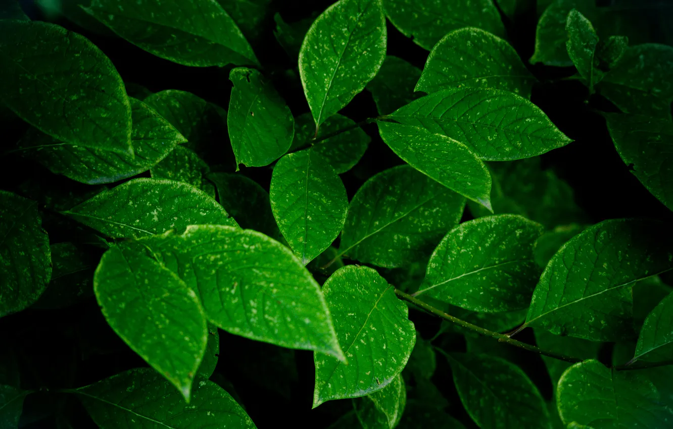 Photo wallpaper greens, leaves, Bush, dark