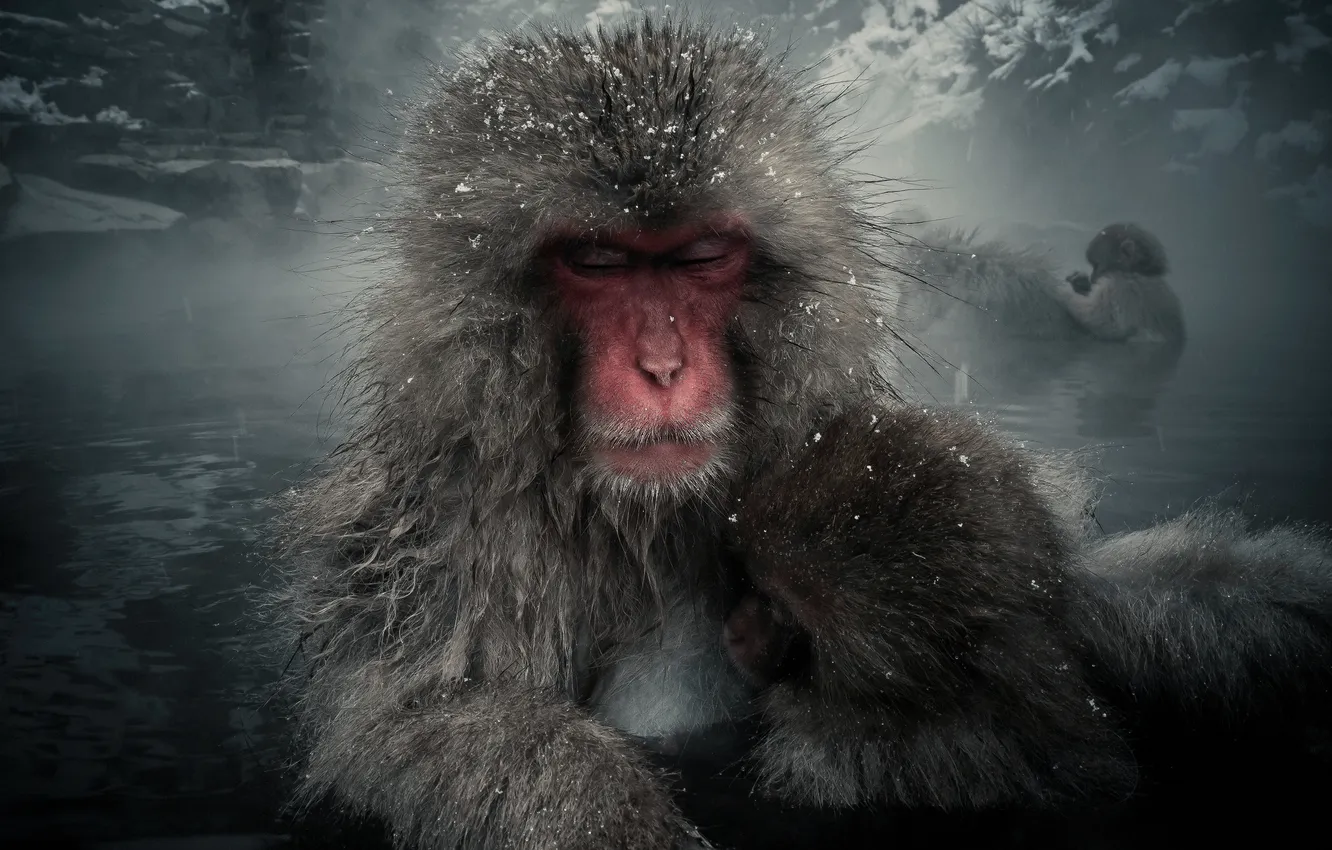 Photo wallpaper mountains, wool, monkey, pair, Japanese macaques