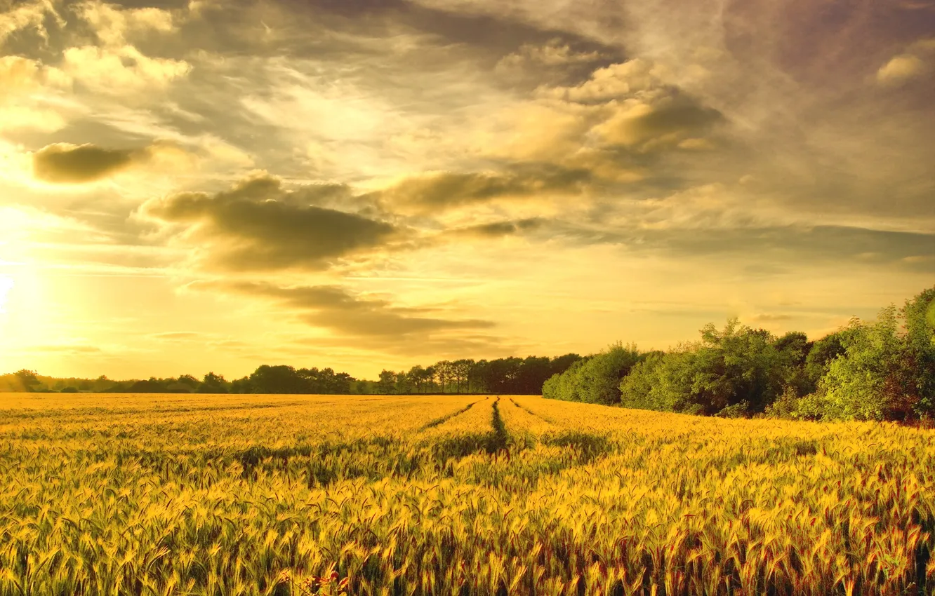 Photo wallpaper wheat, field, gold