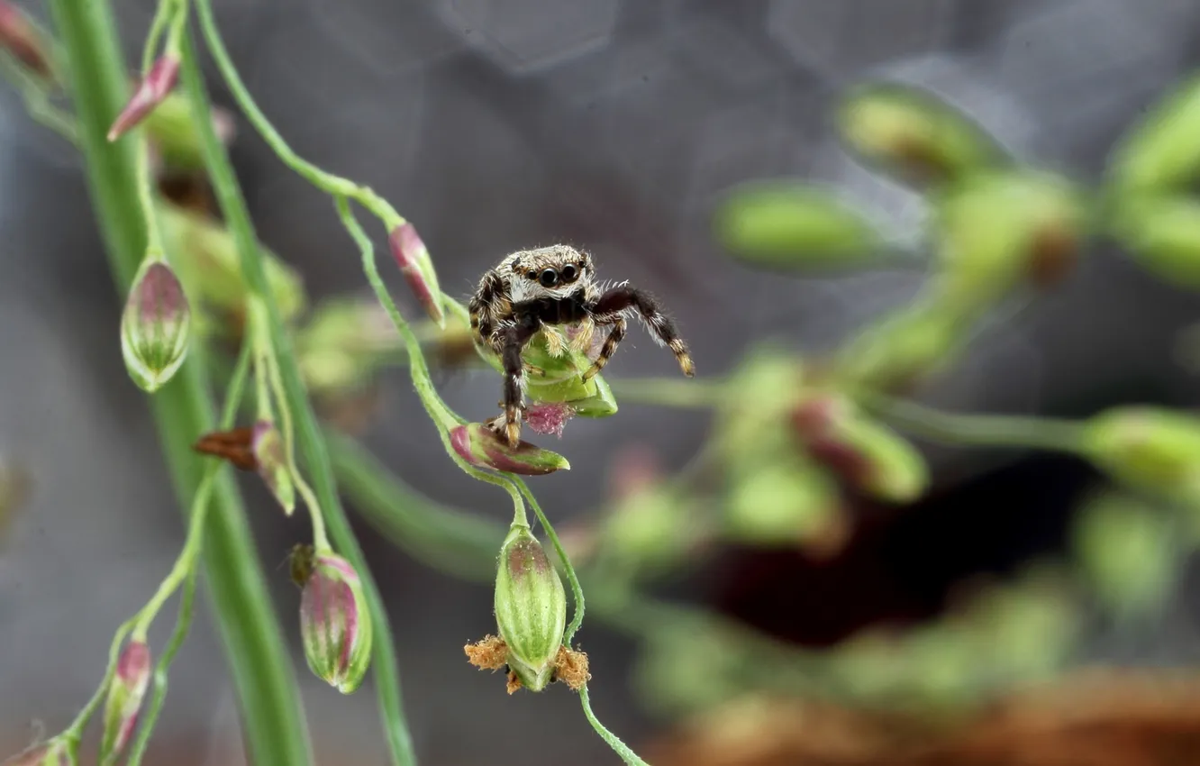 Photo wallpaper branches, glare, plant, spider, buds, jumper
