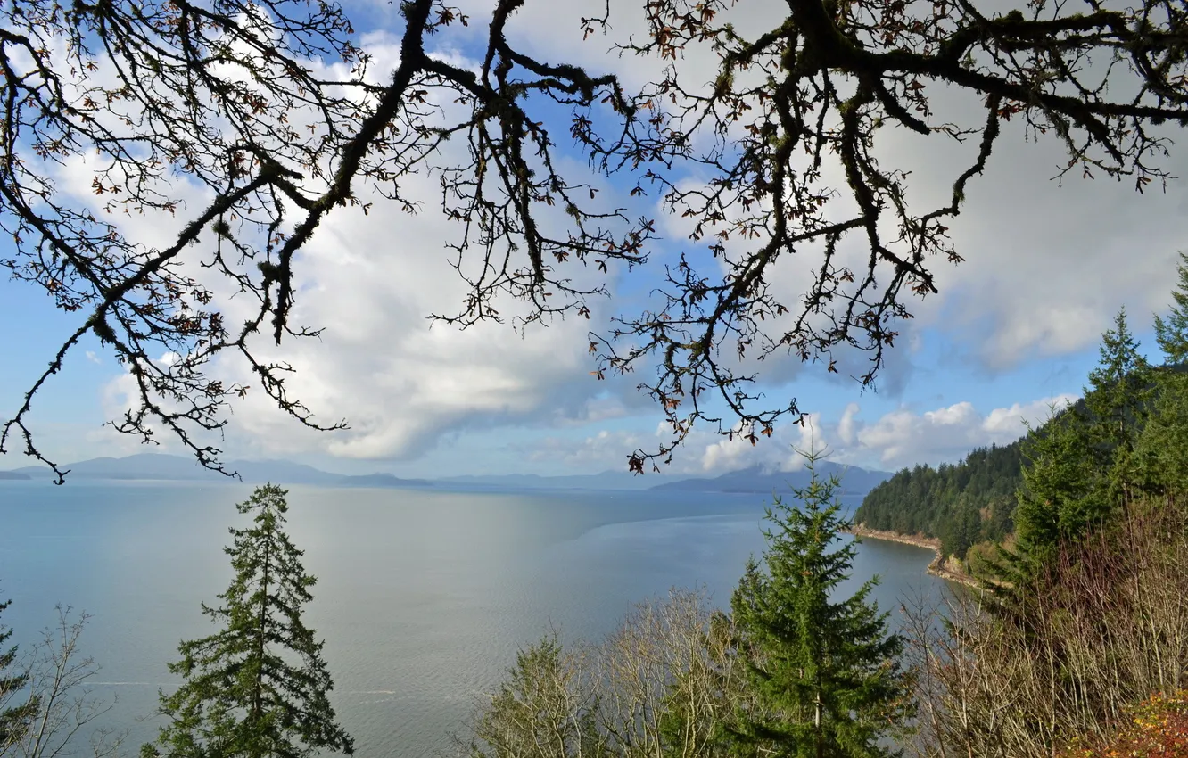 Photo wallpaper forest, mountains, lake, branch