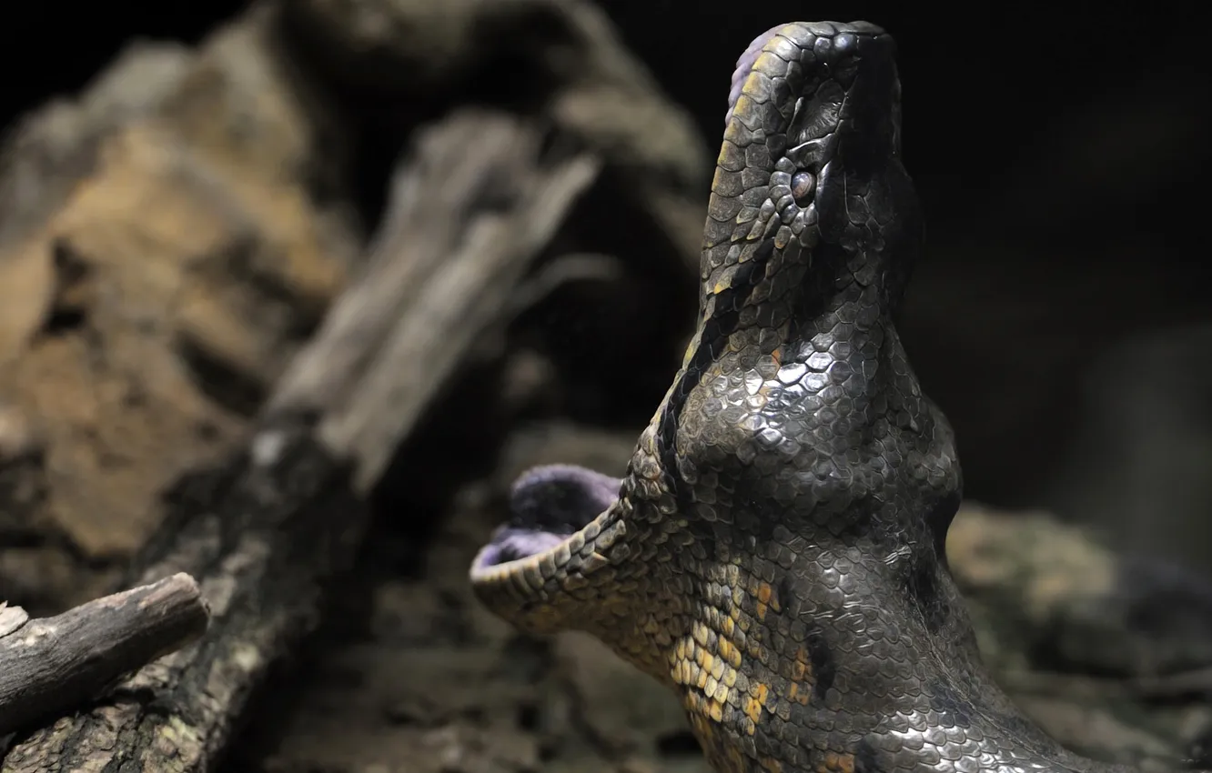 Photo wallpaper snake, predator, scales, mouth