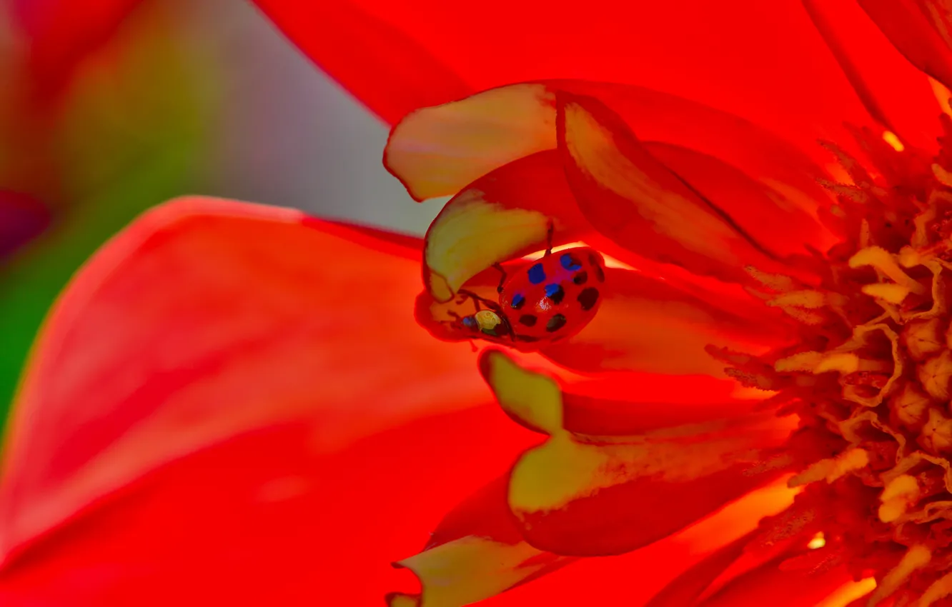 Photo wallpaper flower, plant, ladybug, petals, insect