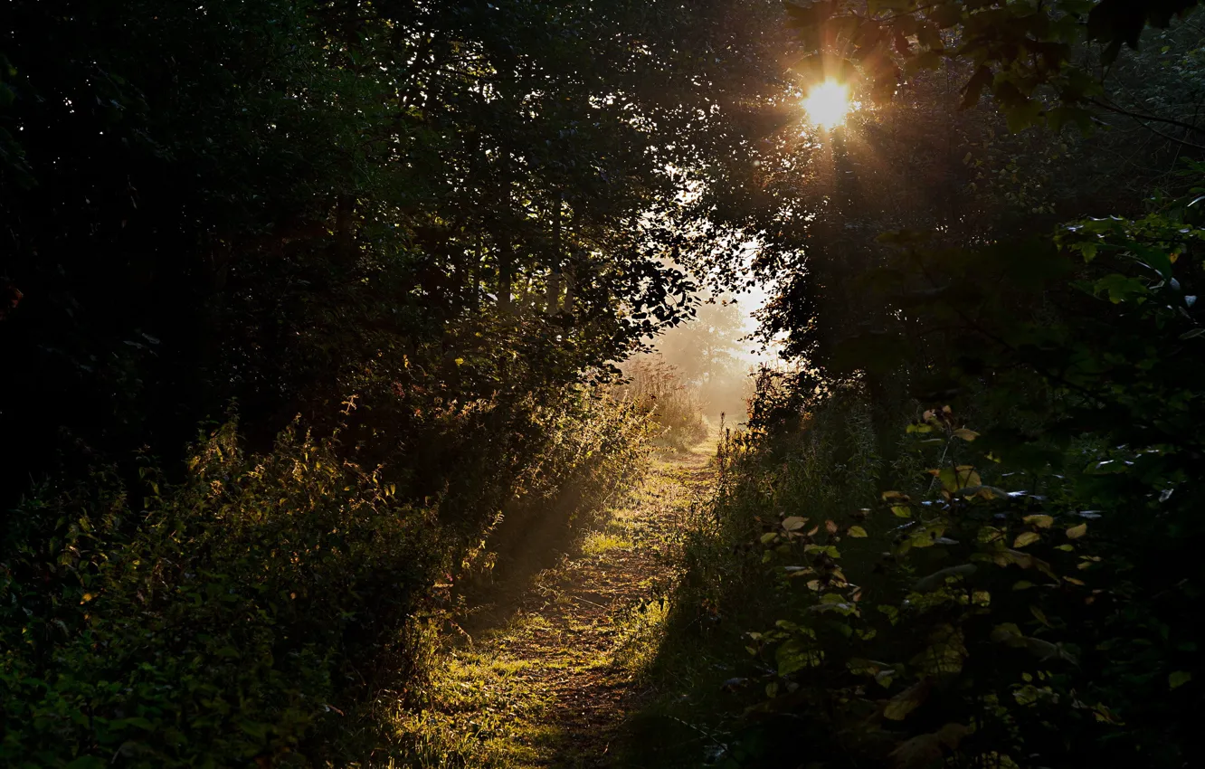 Photo wallpaper grass, the sun, rays, trees, path, shrub
