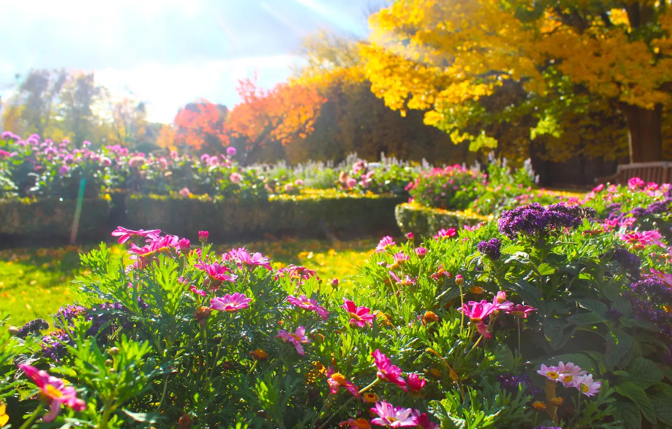 Photo wallpaper flower, garden, blooming