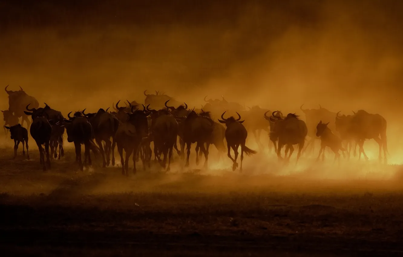 Photo wallpaper Earth, dust, stove, Buffalo