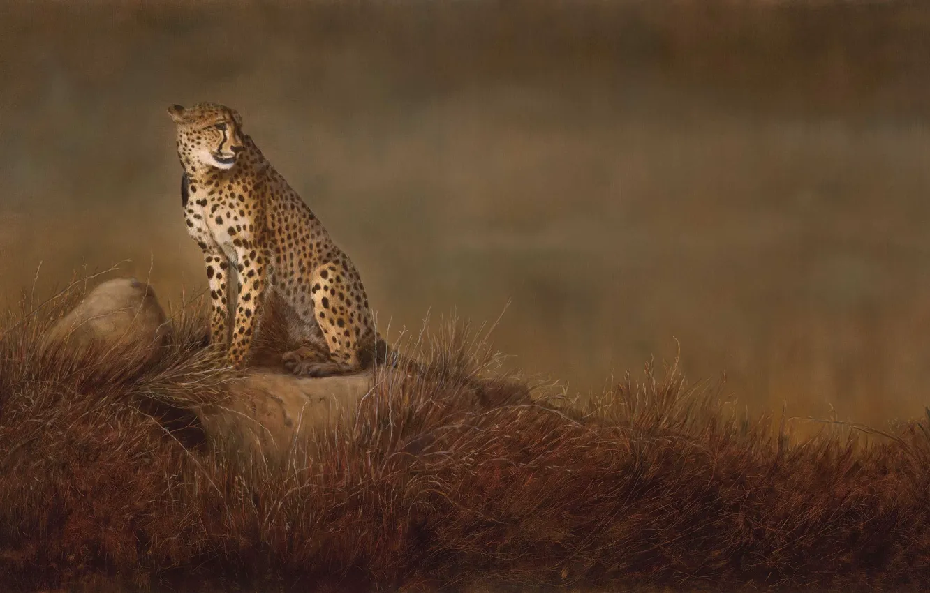 Photo wallpaper cat, grass, stones, background, picture, art, Cheetah, Savannah