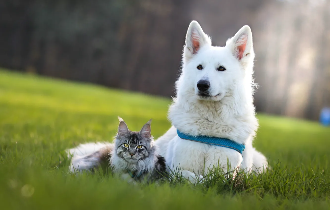 Photo wallpaper Maine Coon, each, lies, white, dog, look, swiss shepherd, together