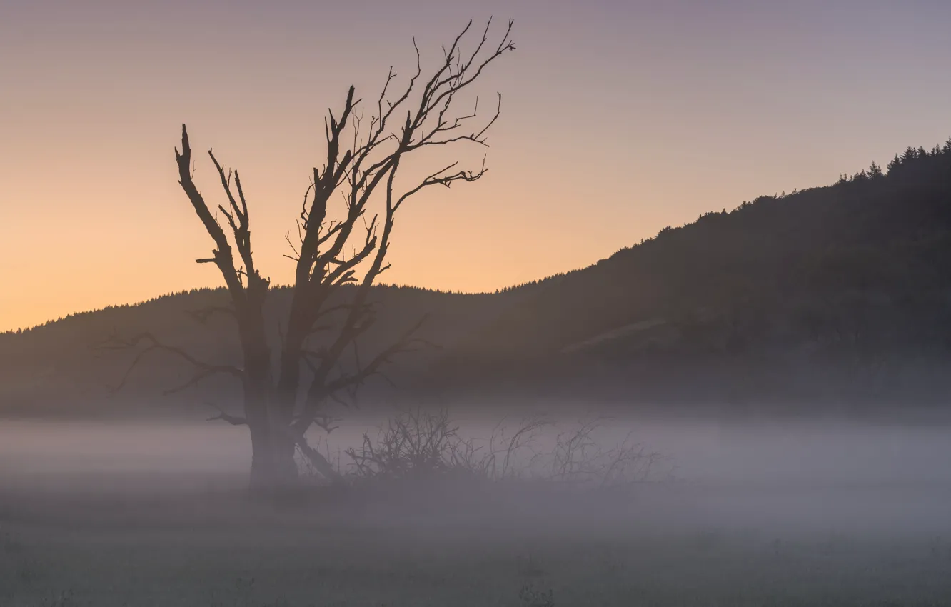 Photo wallpaper field, forest, trees, branches, fog, dawn, hills, morning