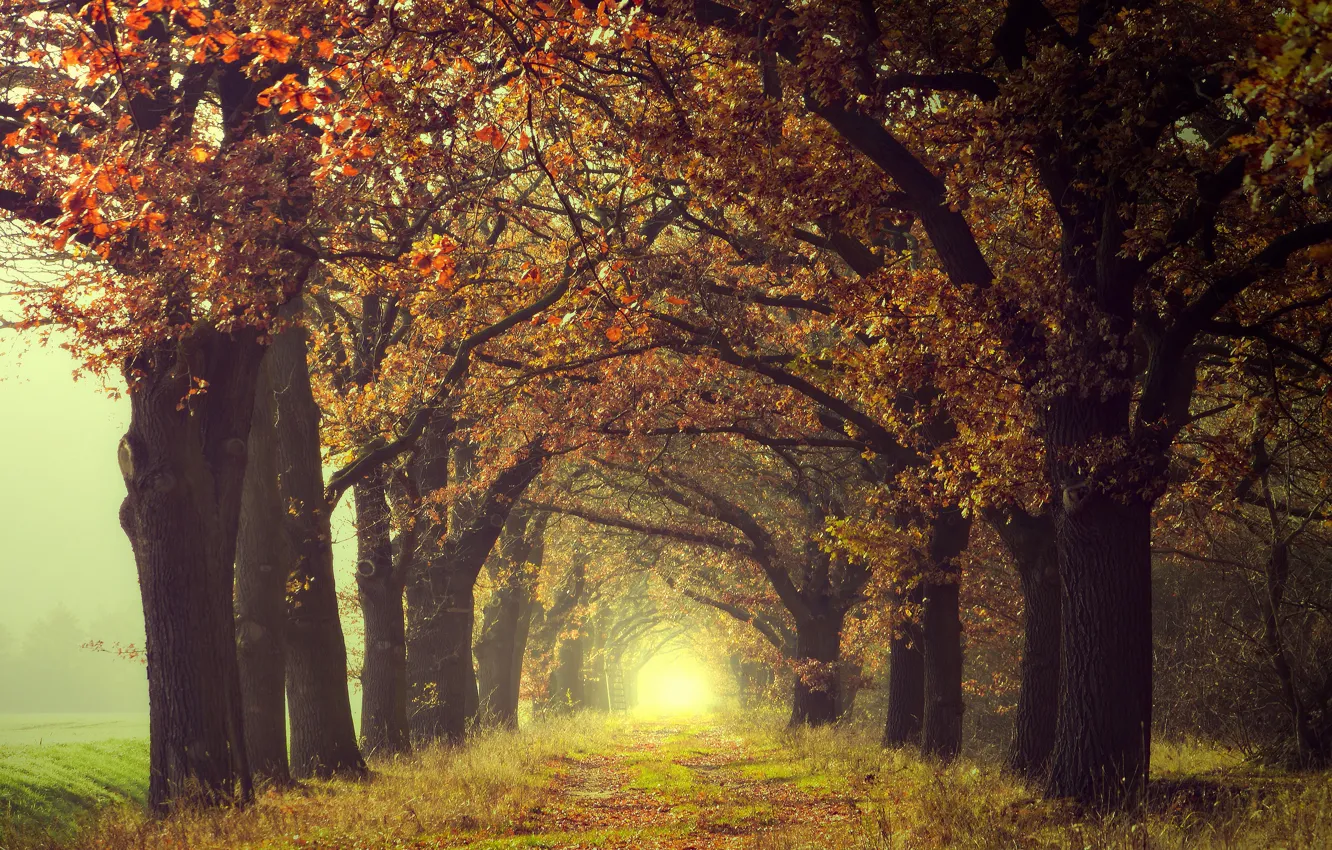 Photo wallpaper autumn, light, trees, fog, Park, branch, trunks, foliage