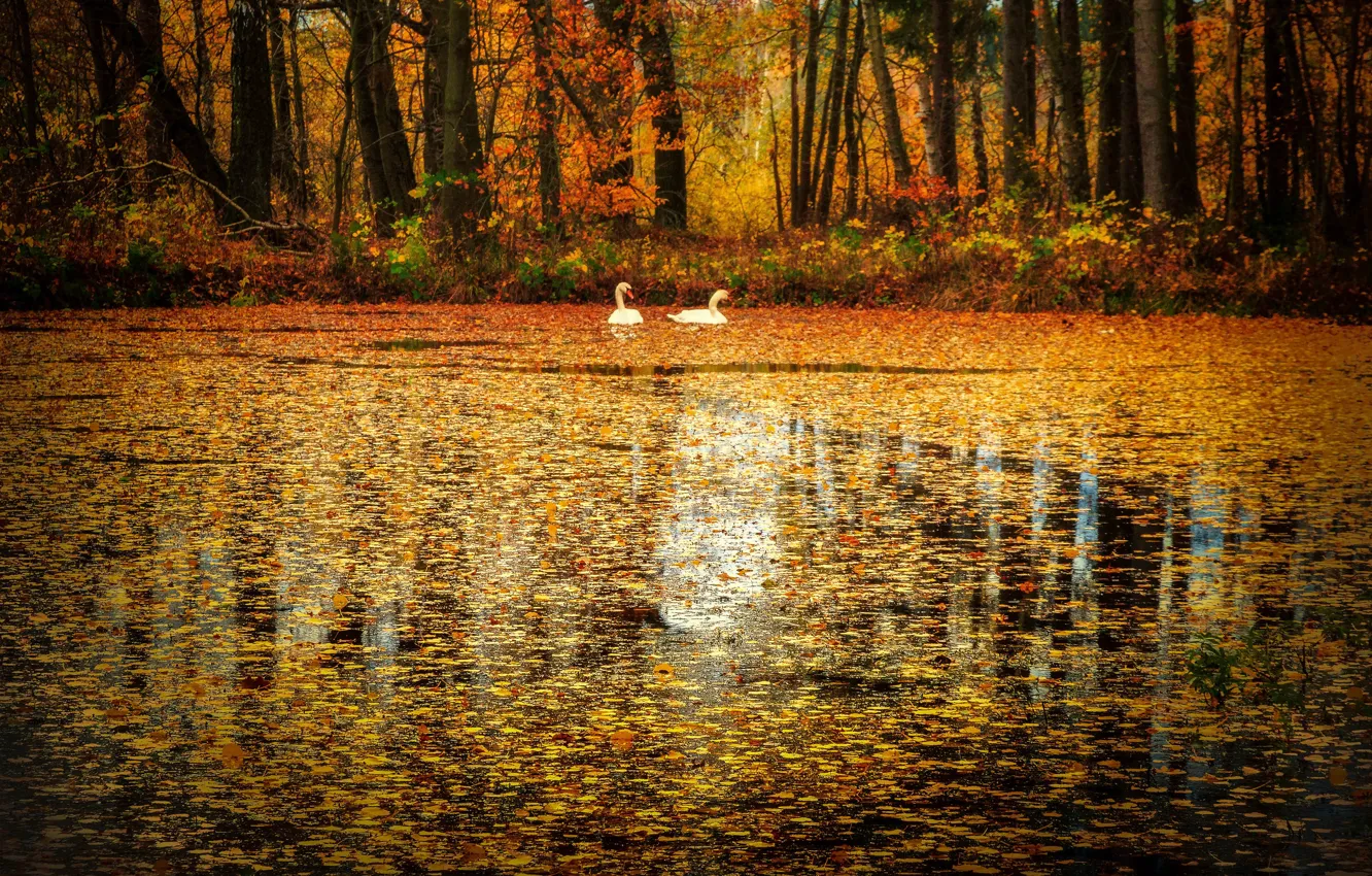 Photo wallpaper autumn, birds, lake, foliage, falling leaves, swans