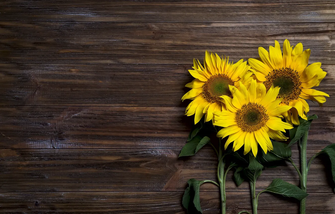 Photo wallpaper sunflowers, Board, trio