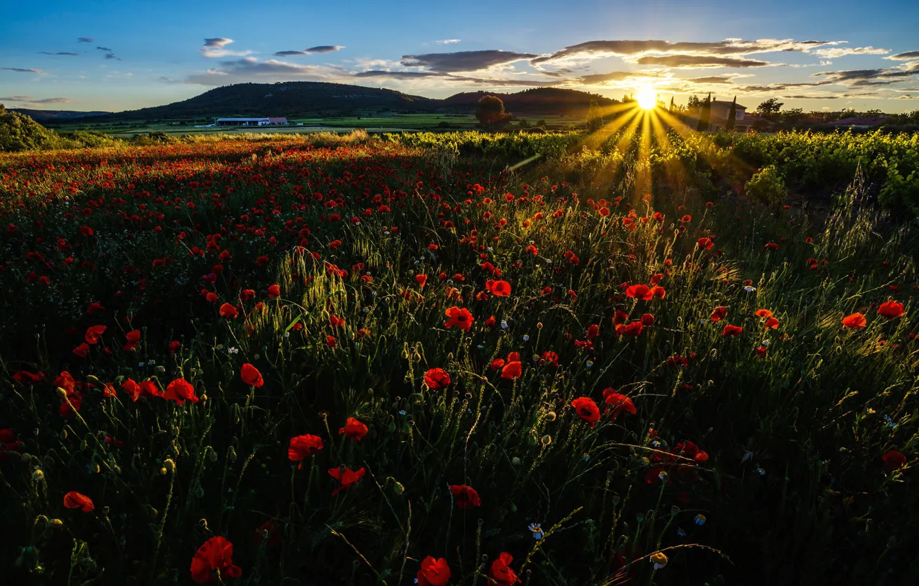 Photo wallpaper field, grass, rays, sunset, flowers, mountains, Maki, meadow