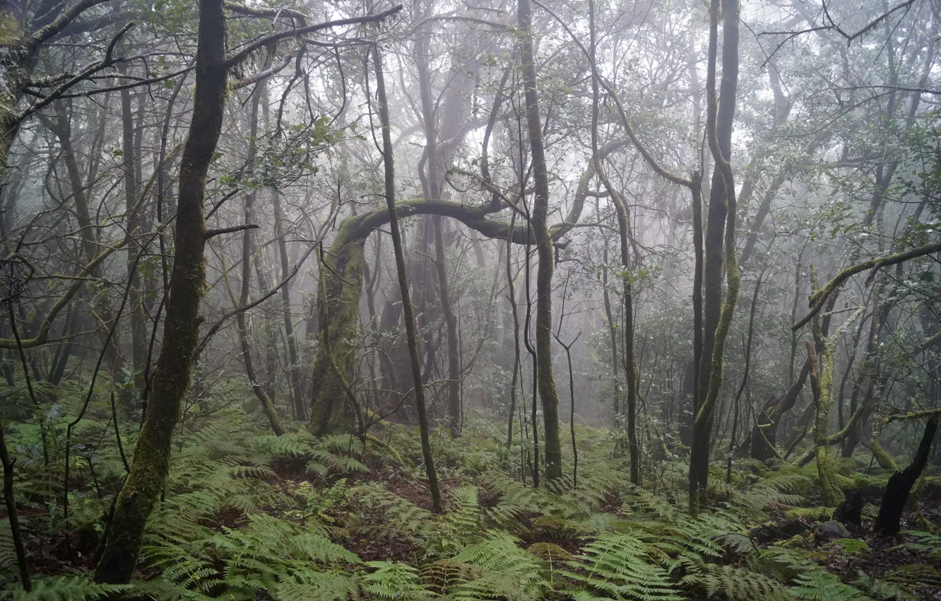 Photo wallpaper forest, trees, branches, nature, fog, Spain, fern, Spain