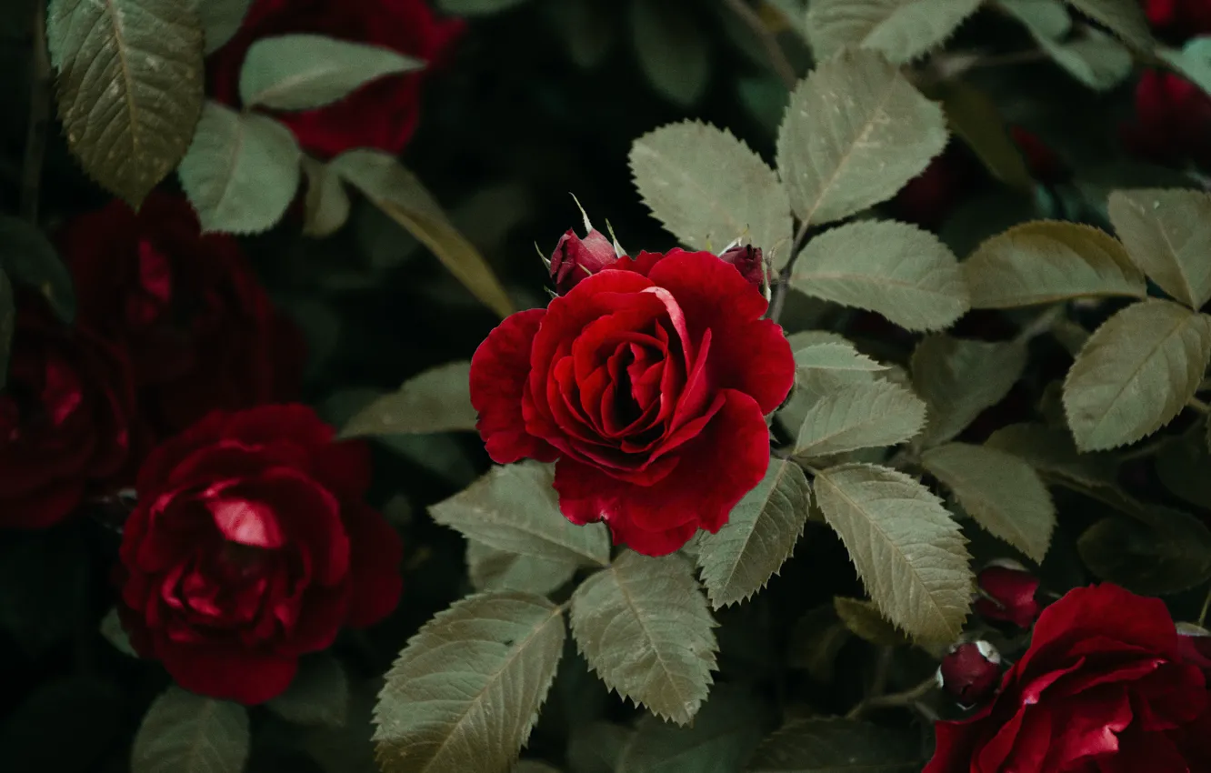 Photo wallpaper leaves, red, roses, garden
