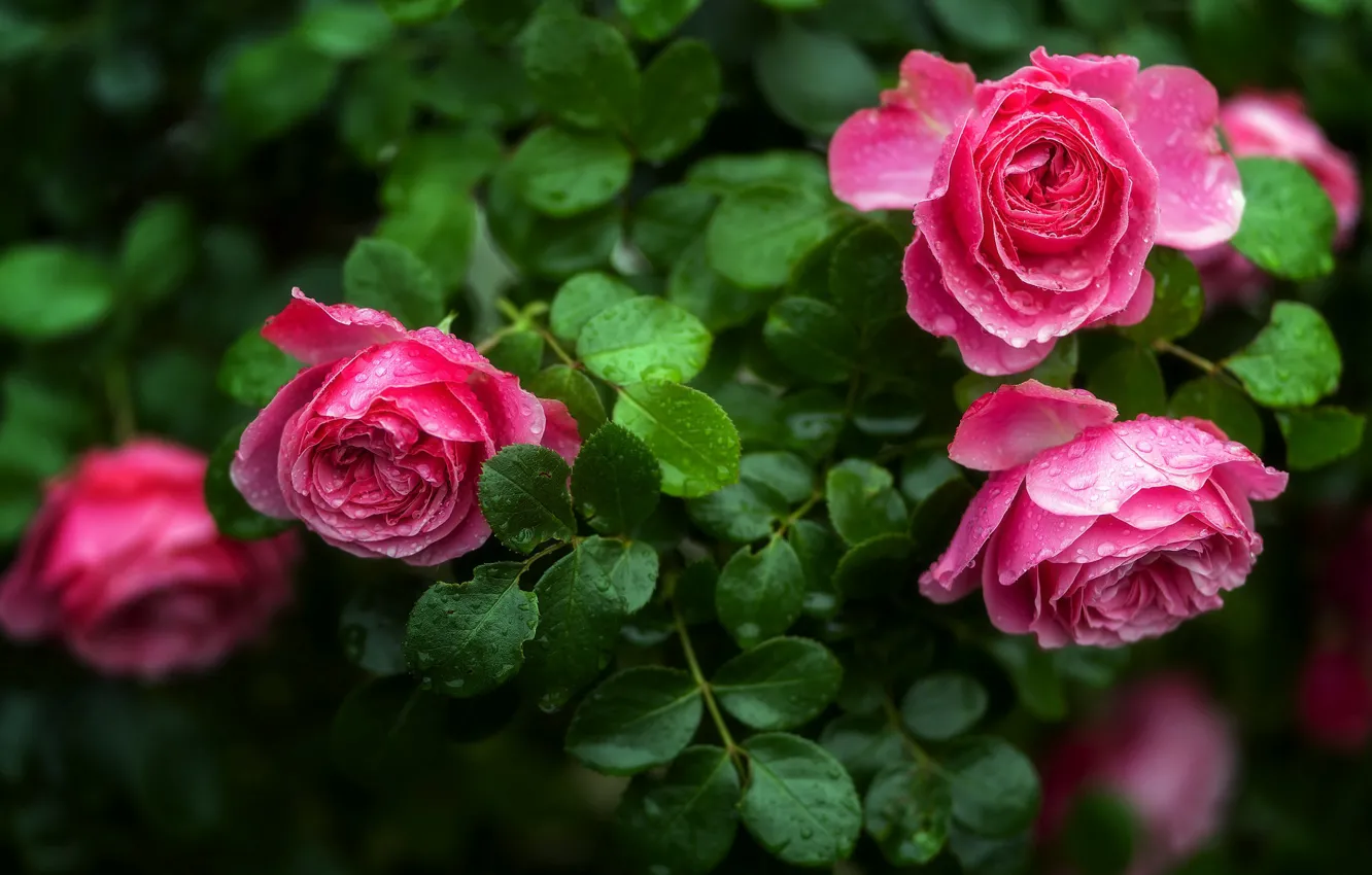 Photo wallpaper leaves, flowers, roses, garden, pink, rose Bush