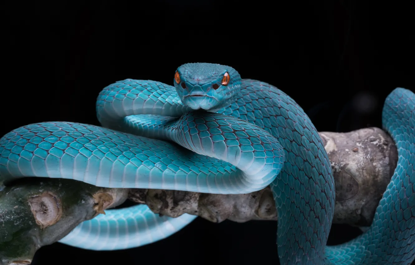 Photo wallpaper wild, tropical, snakes, blue snake, poisonous snake, dessert snake