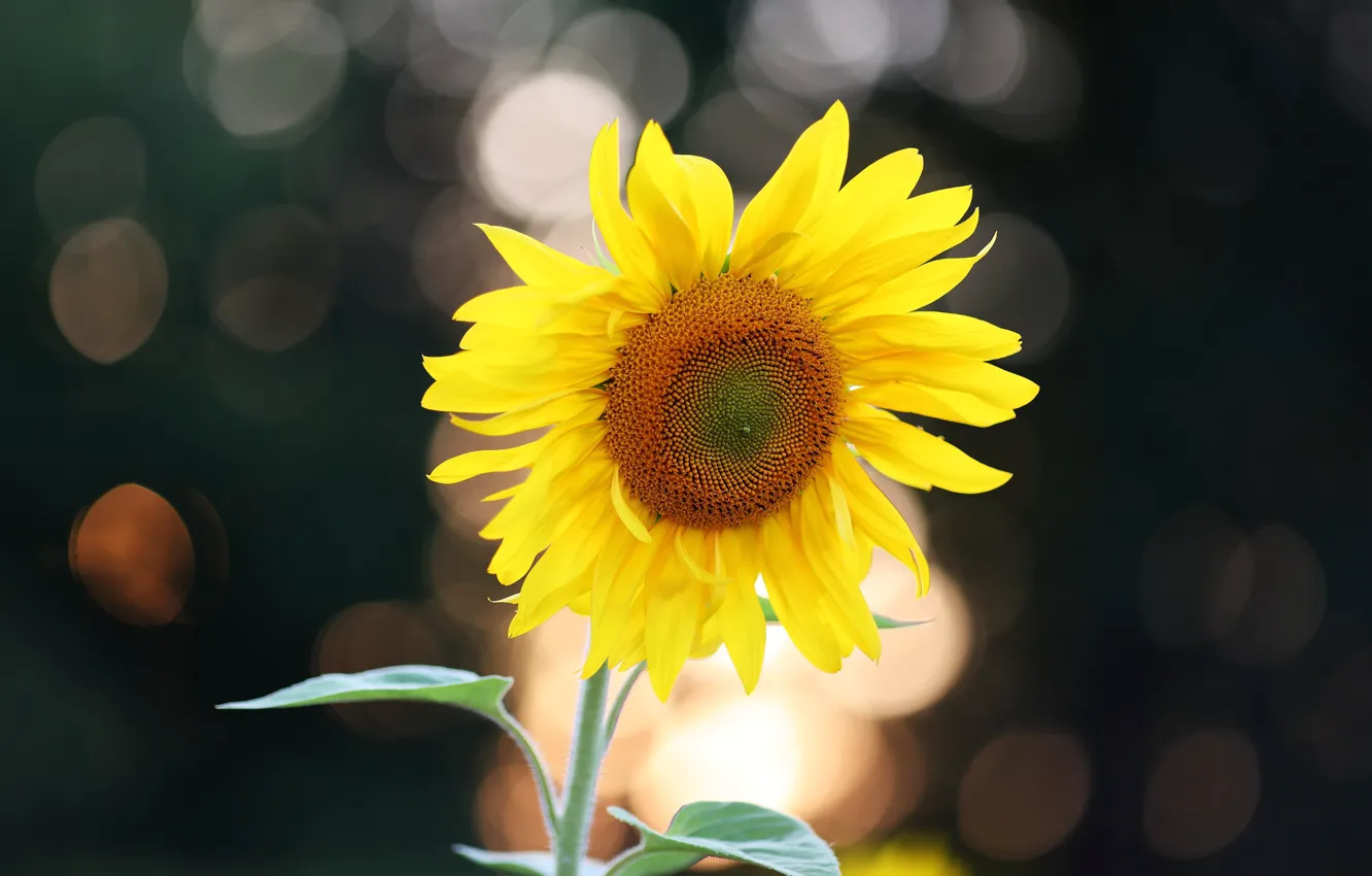 Photo wallpaper sunflowers, flowers, yellow, the dark background, sunflower, bokeh