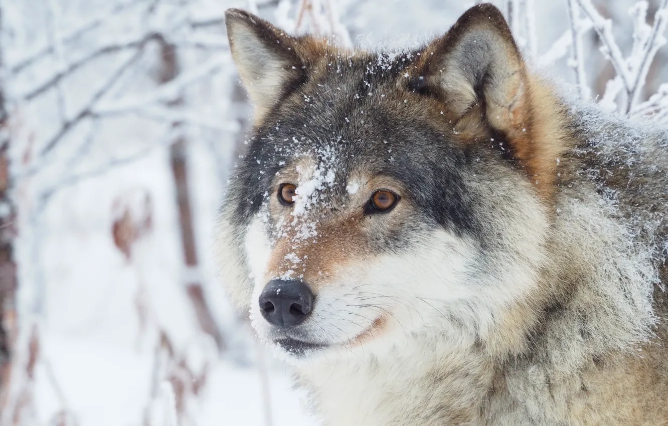 Photo wallpaper winter, forest, face, snow, wolf, portrait, wildlife