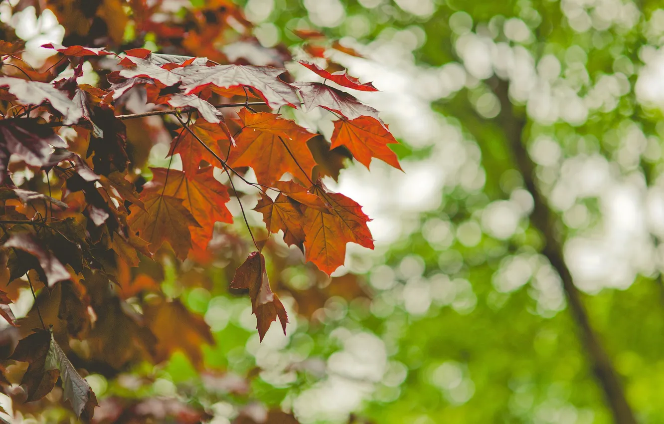 Photo wallpaper autumn, leaves, maple