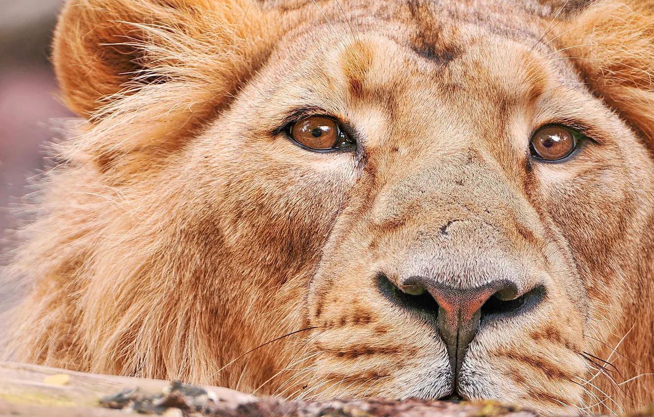 Photo wallpaper mustache, look, face, Leo, closeup