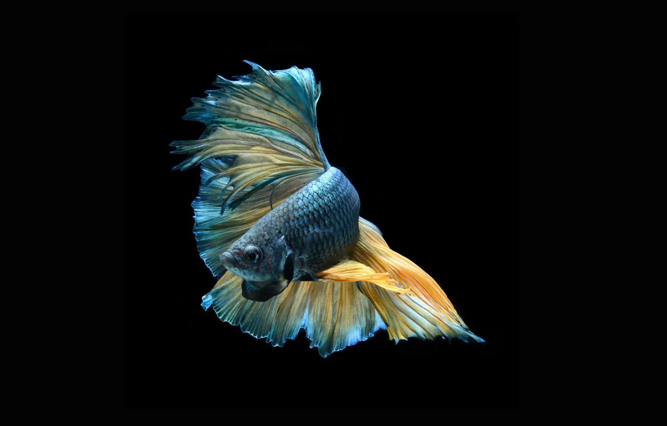 Photo wallpaper dark, beautiful, striking, colorful fish