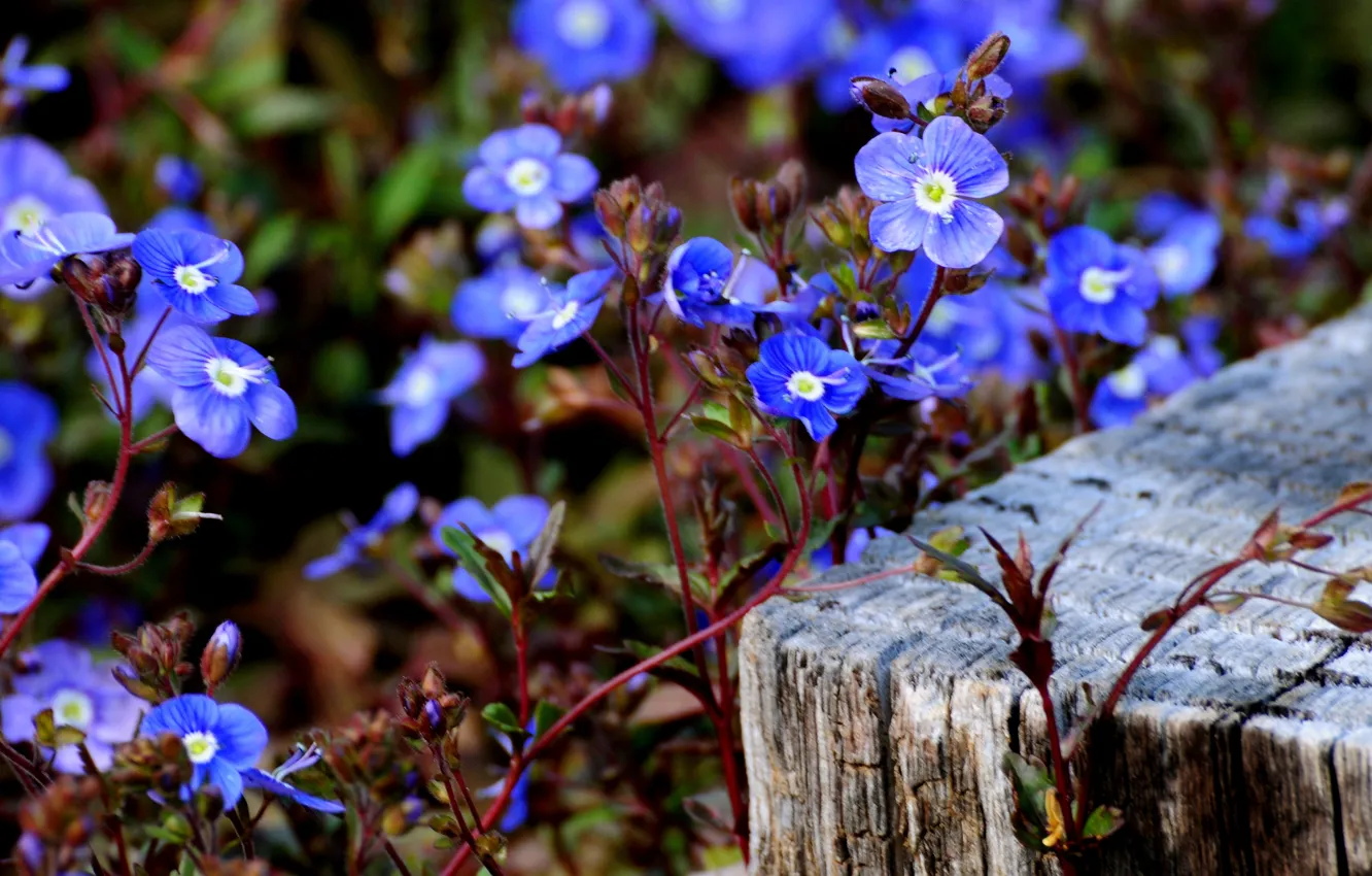 Photo wallpaper small, flowers, blue