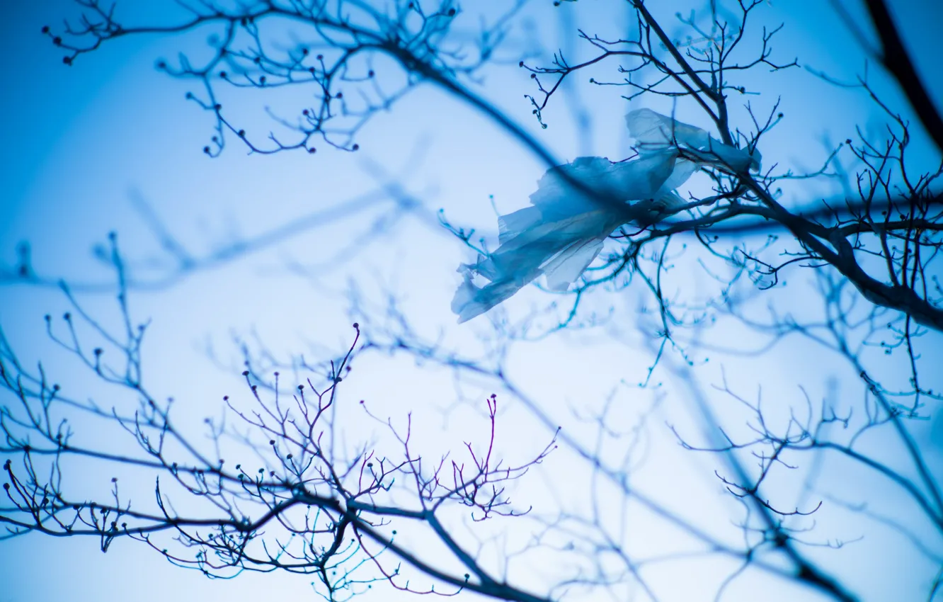 Photo wallpaper the sky, trees, branches