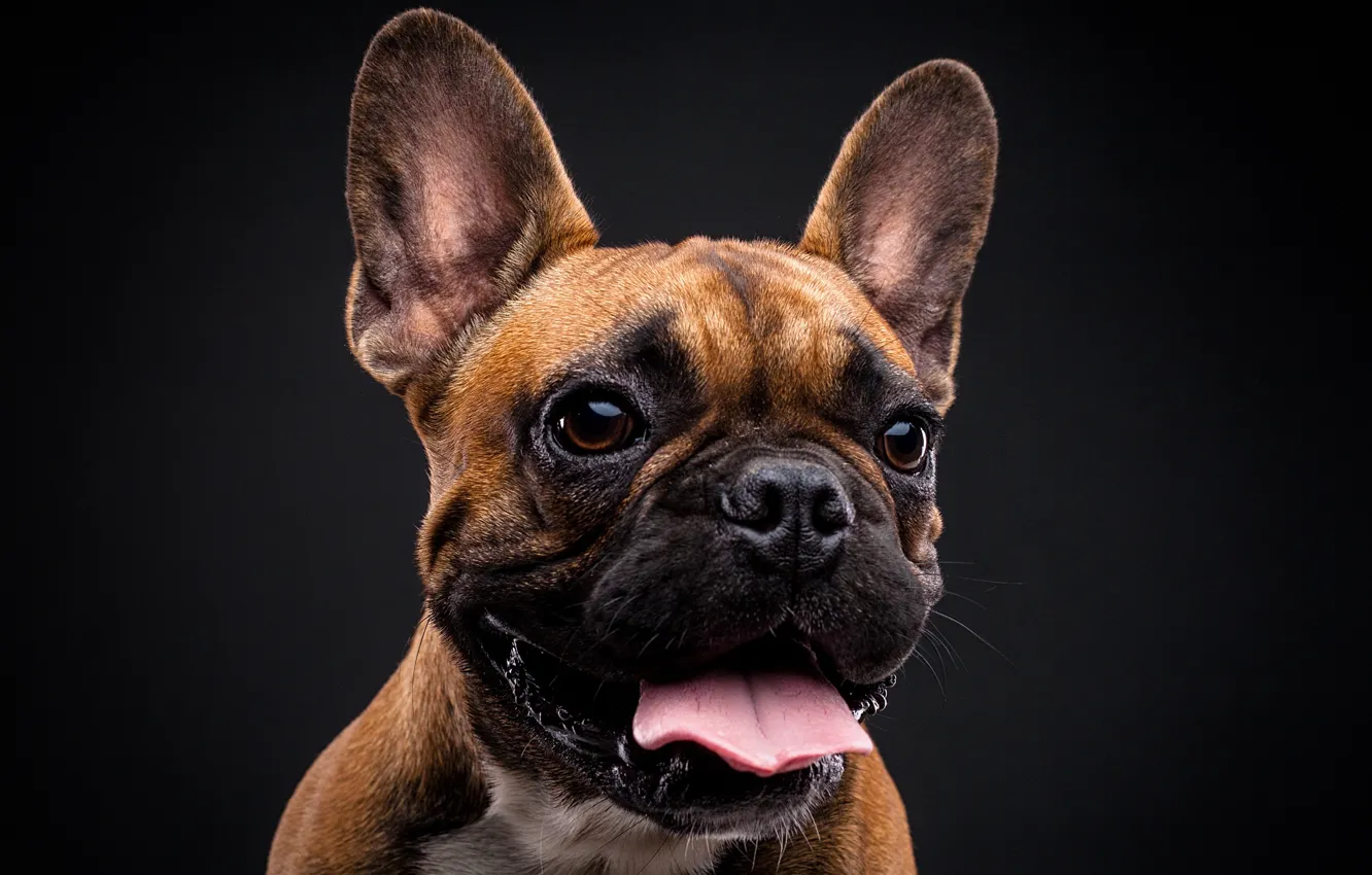 Photo wallpaper language, face, dog, ears, French bulldog, the dark background, Evgeny Degtev