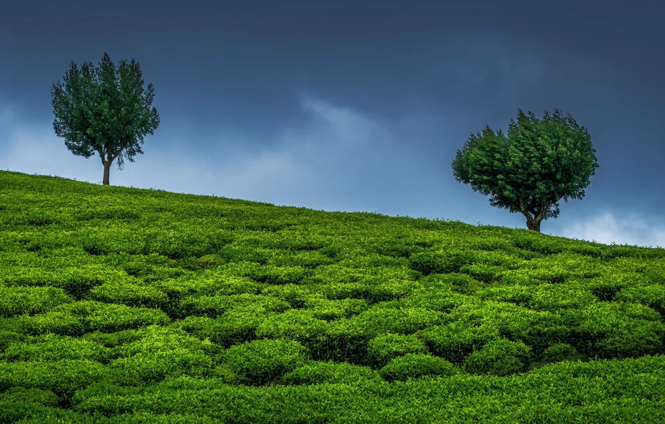 Photo wallpaper the sky, trees, India, two trees, tea plantation