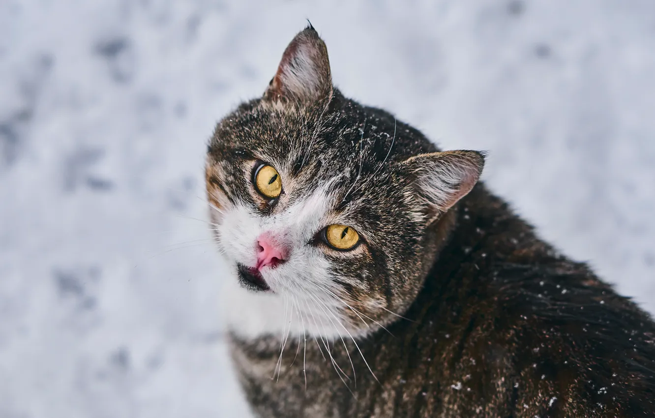 Photo wallpaper cat, look, background, muzzle, Kote