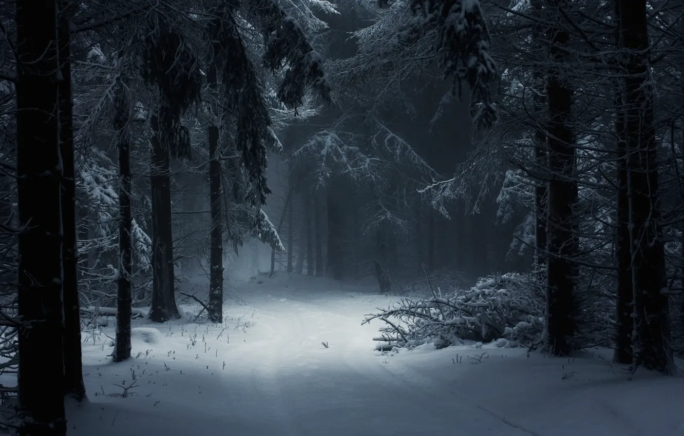Photo wallpaper winter, forest, snow