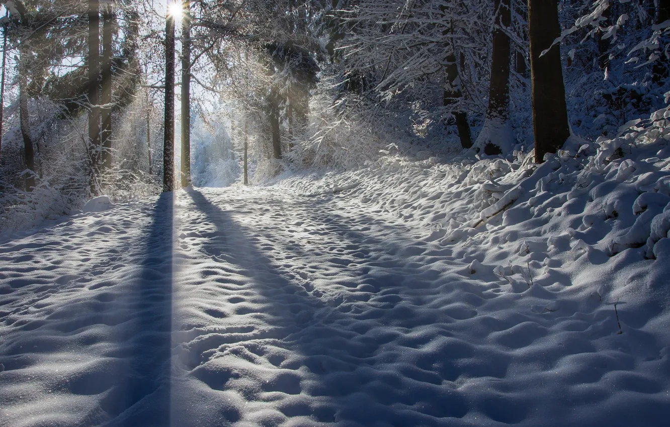 Photo wallpaper winter, forest, the sun, snow, trees, nature, shadow