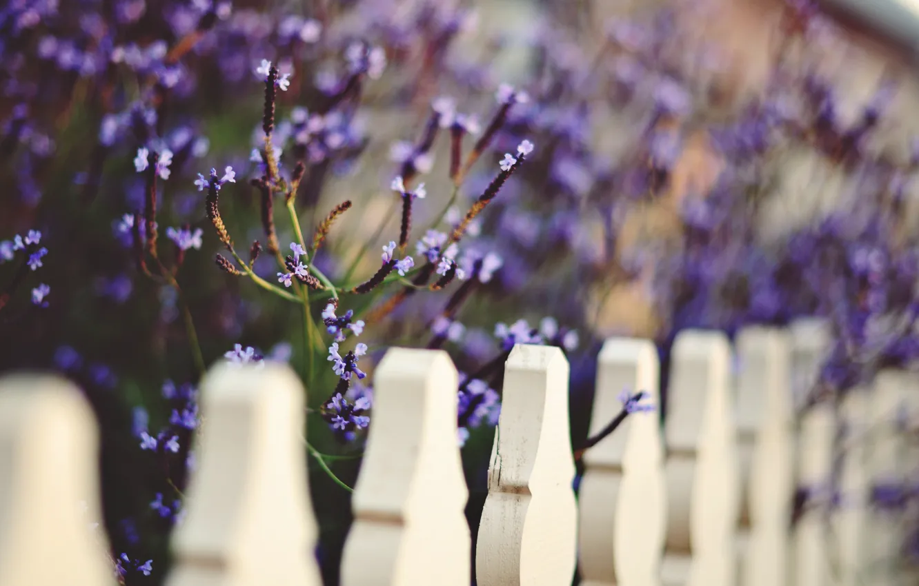 Photo wallpaper white, purple, macro, flowers, background, widescreen, Wallpaper, the fence