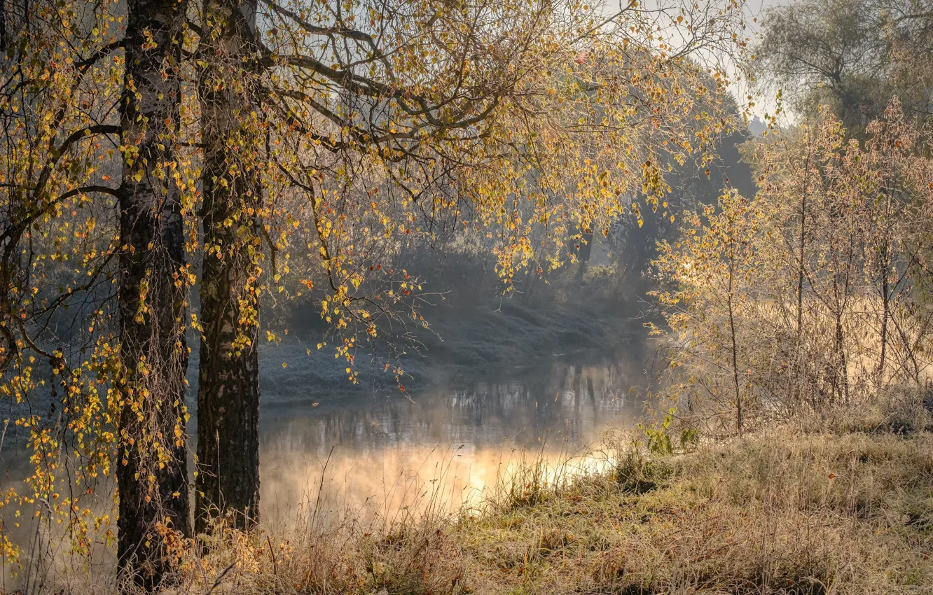 Photo wallpaper autumn, shore, birch, pond
