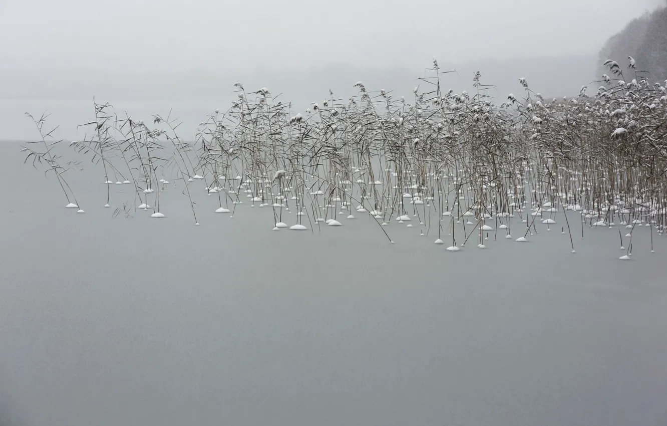 Photo wallpaper winter, nature, fog, lake, reed