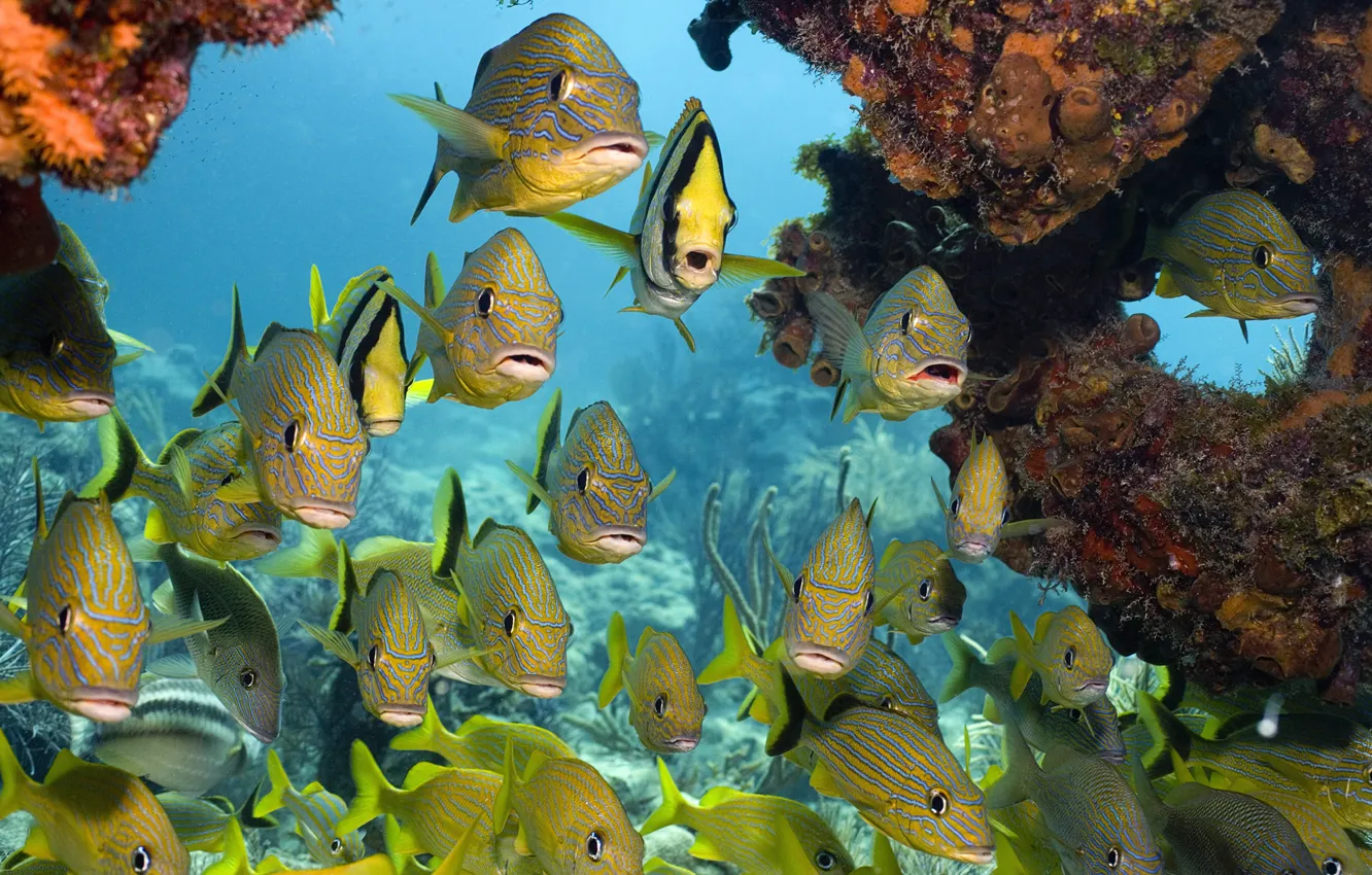 Photo wallpaper sea, fish, corals, Underwater world, tropical fish